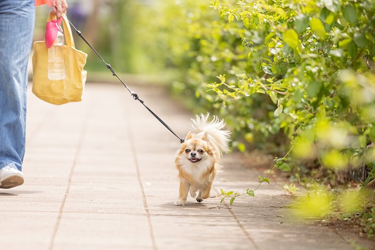 ペット初心者必見!トイレやご飯、散歩はどうする?犬の飼い方の基本を解説